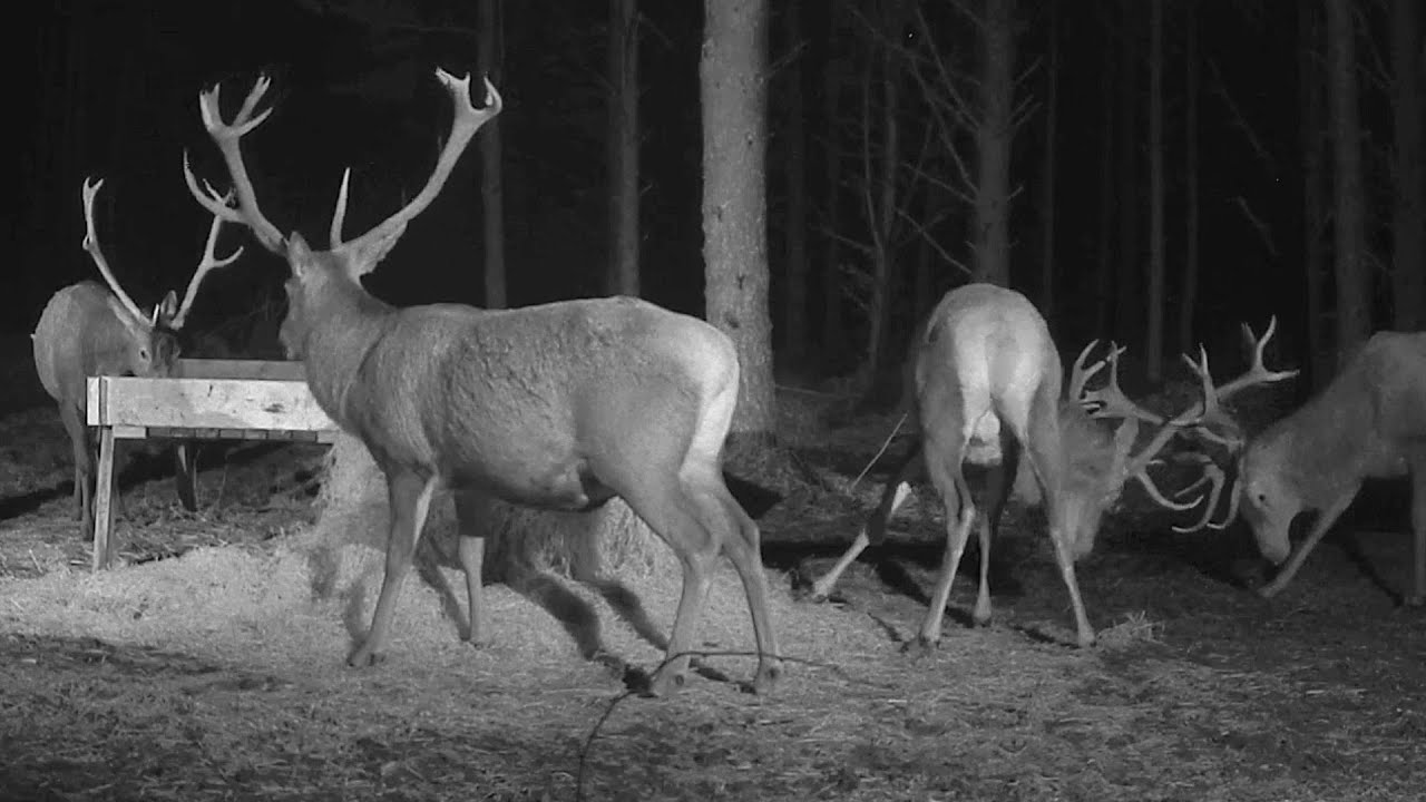 Hirvekaamera Saaremaa~🦌 Stags are on the feeder~6:38 AM 2021/12/17