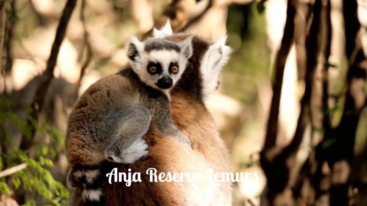 Madagascar Unforgettable Destinations- Travel video and guide