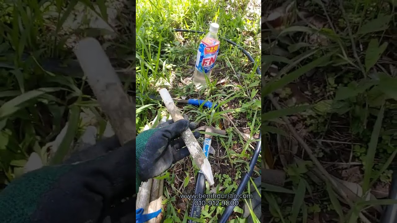 Cara pasang mini sprinkler kat pokok durian musang king 3 tahun