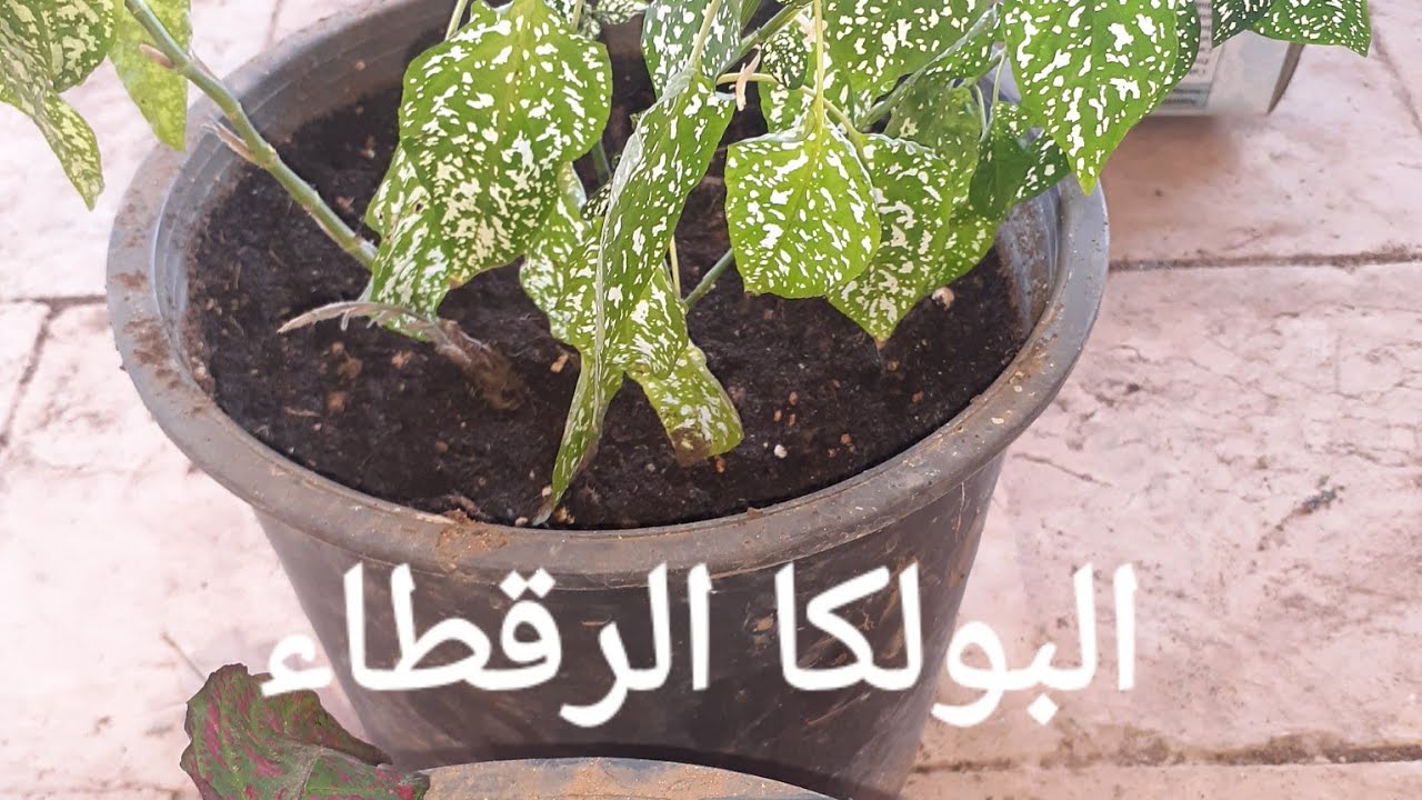 زراعة نبات البولكا الرقطاء ، الهيبوستس أو النمش