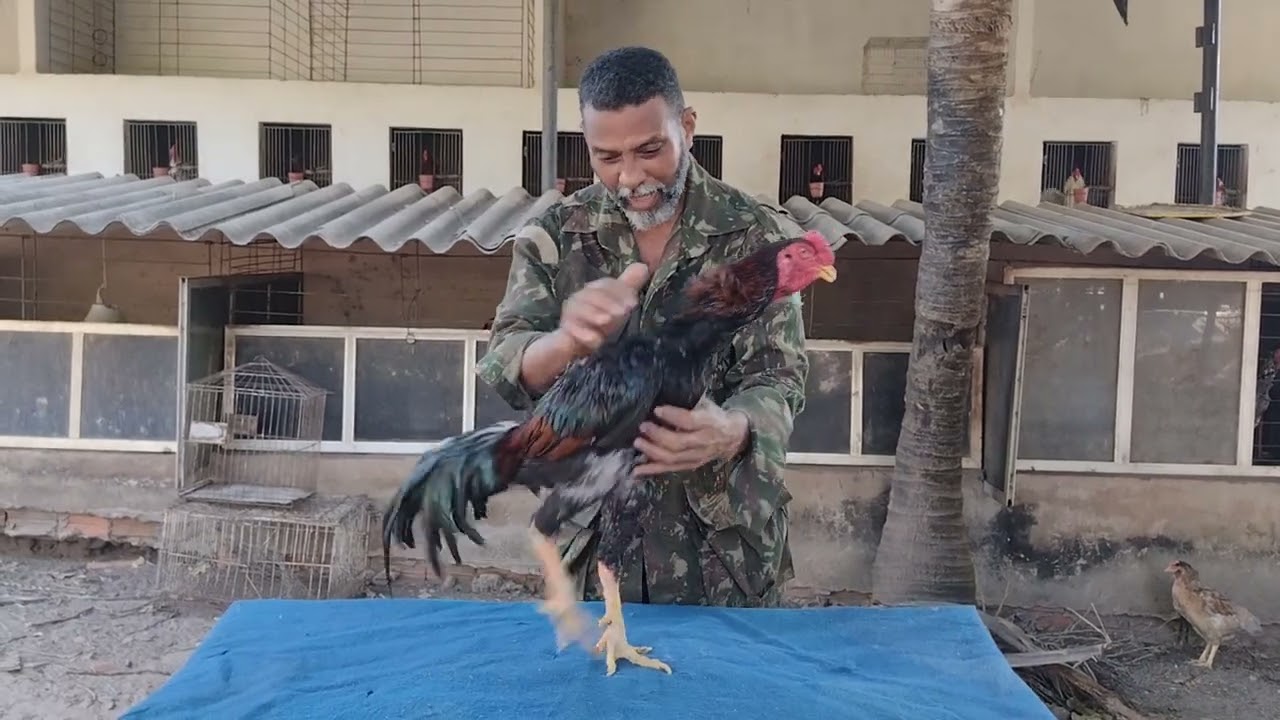 Criatório de Galos Índio Combatente🐓
