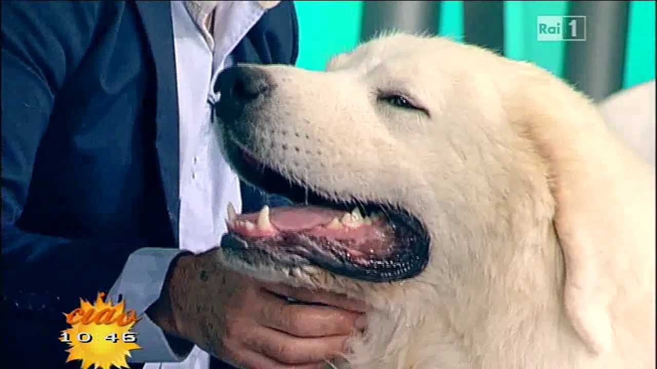 Pastore maremmano abruzzese 