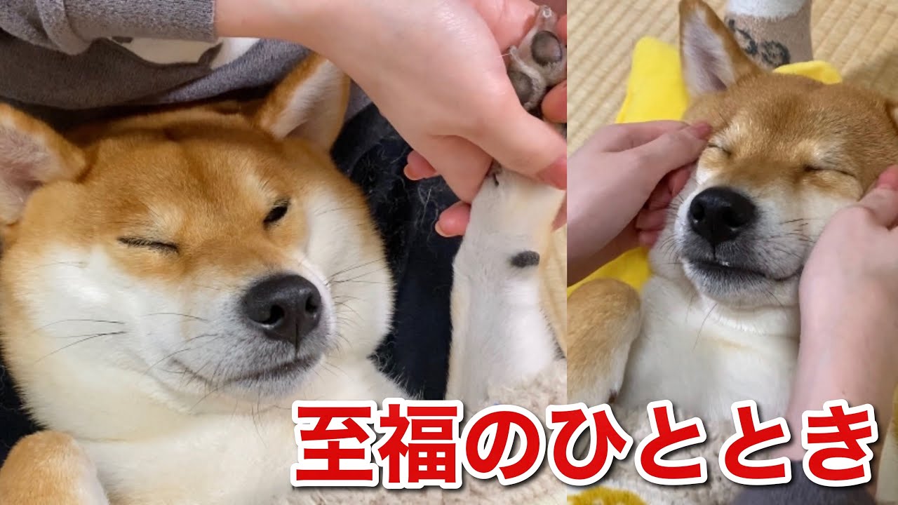【柴犬】肉球ケアサロンで至福のひととき