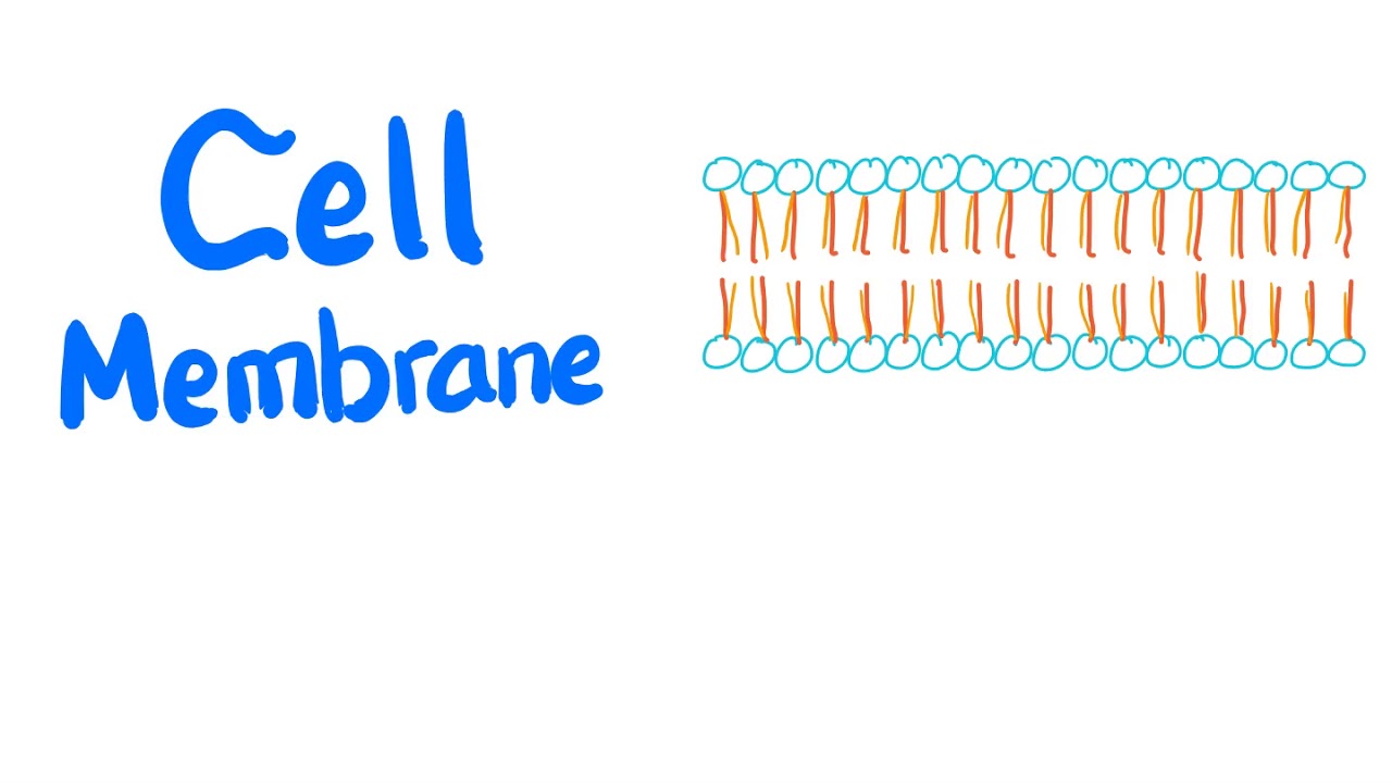 Cell Membrane (lipid-bilayer) - Plasma Membrane - Phospholipid, Proteins, Carbohydrates- Physiology