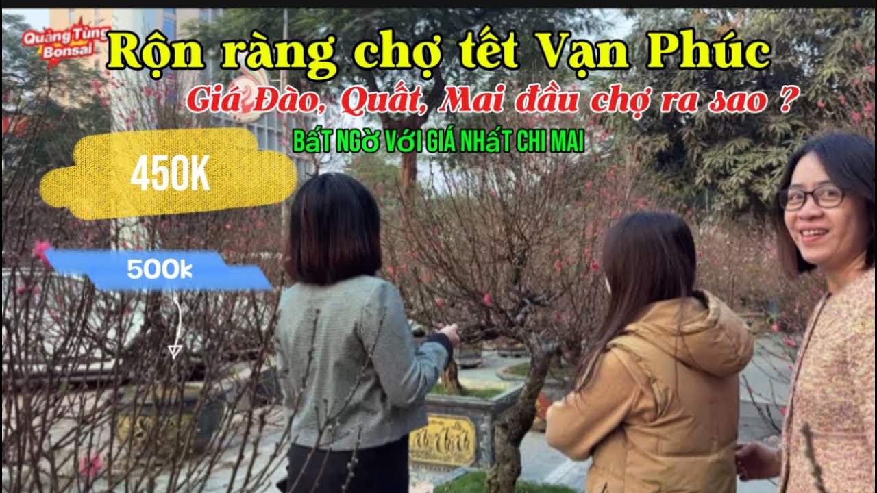 CHỢ VẠN PHÚC những ngày giáp tết. Báo giá Đào, Quất, Mai . Tấp lập người mua bán| Quảng Tùng