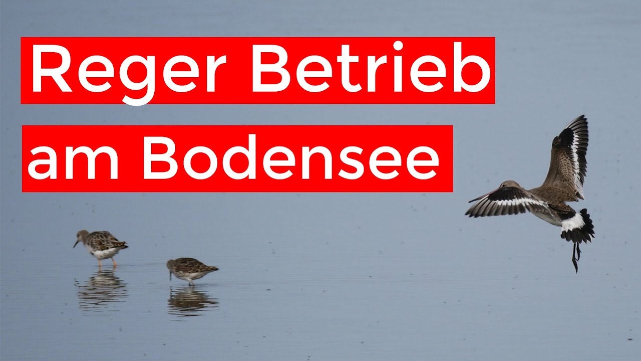 Tüpfelsumpfhuhn, Zwergstrandläufer und vieles mehr | Bodensee-VLOG