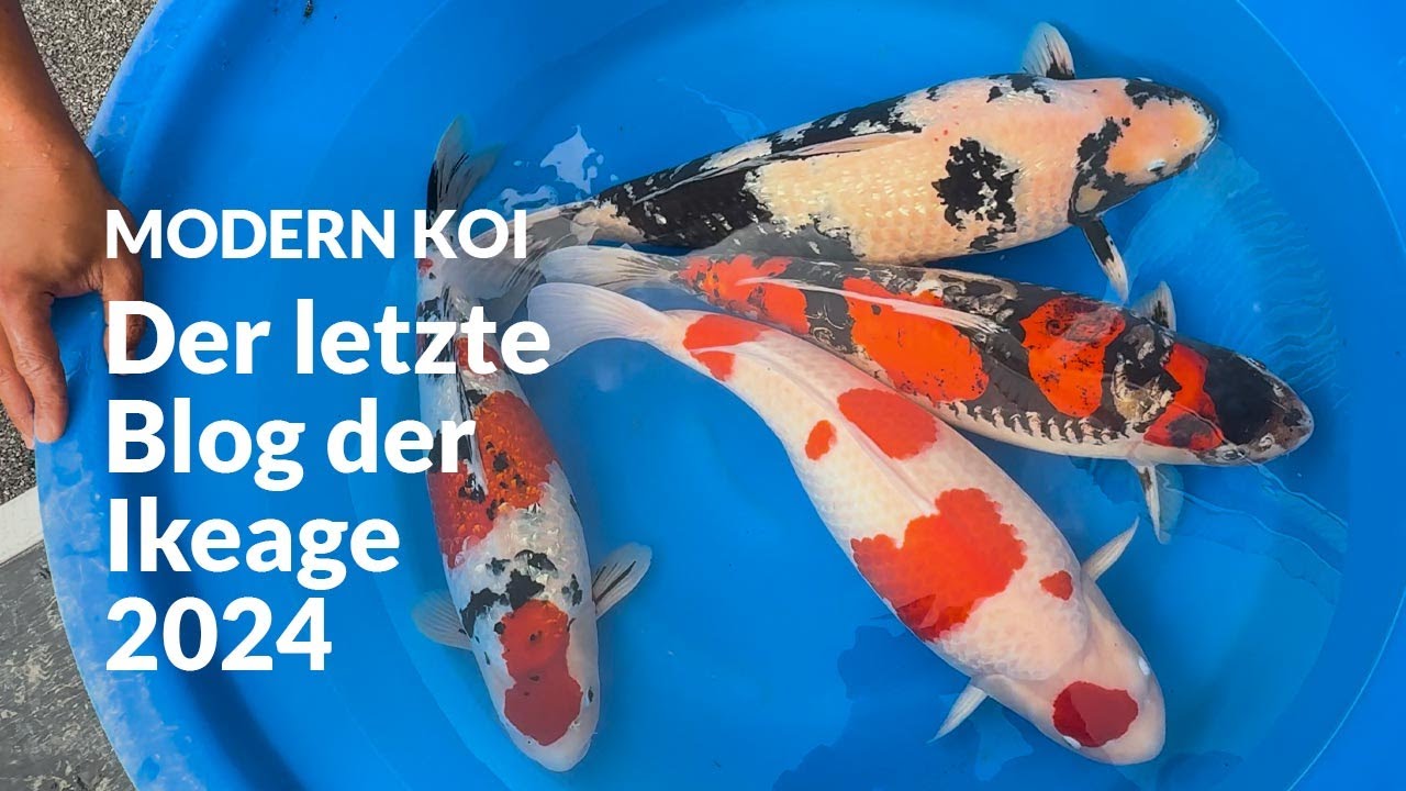 Die Elterntiere aus dem Naturteich Furumoto | Modern Koi Blog #7079
