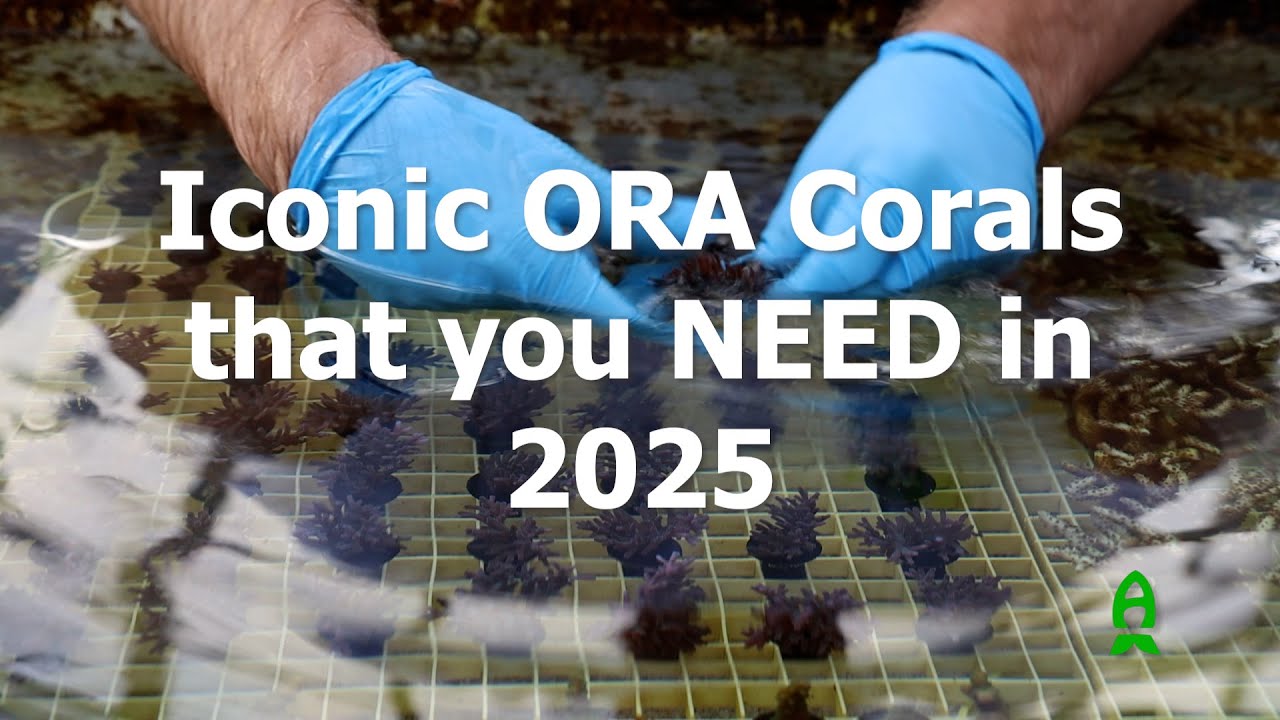 Iconic ORA Corals that you NEED!