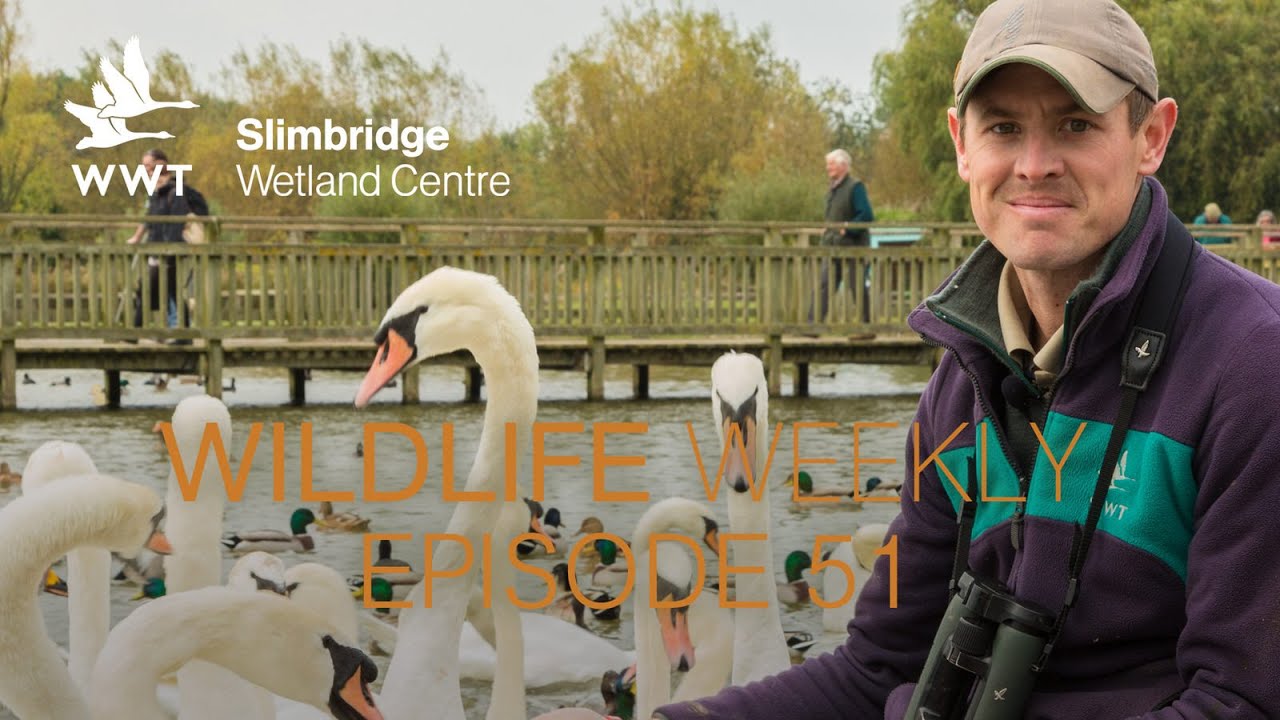 Wildlife Weekly Slimbridge - Episode 51