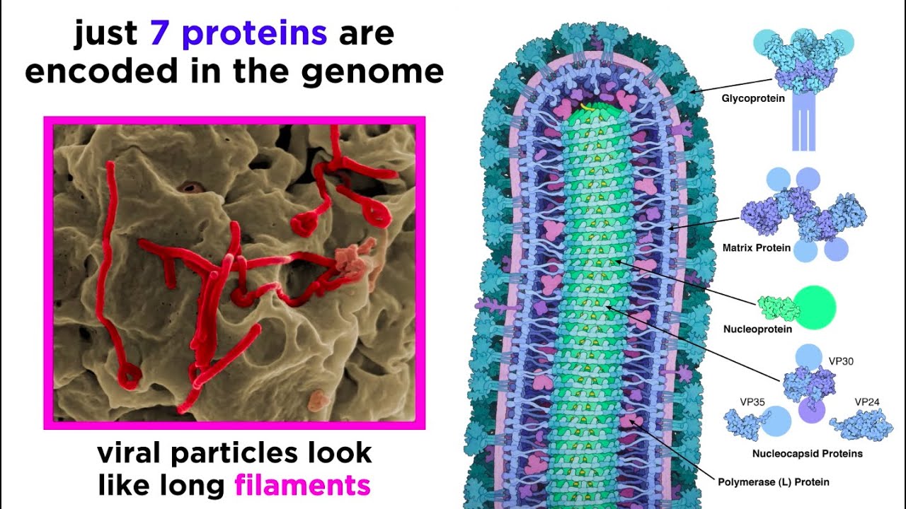 Ebola Virus (EVD)