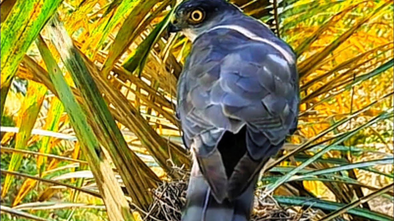 DETIK-DETIK BAYI BURUNG DI BAWA PERGI