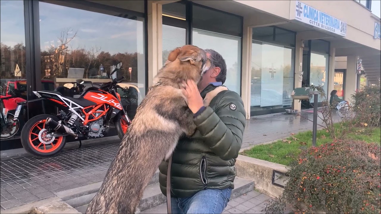 Hannibal dopo una gastroenterite viene dimesso dall'ospedale e mi finisce di baci. Ora sta meglio