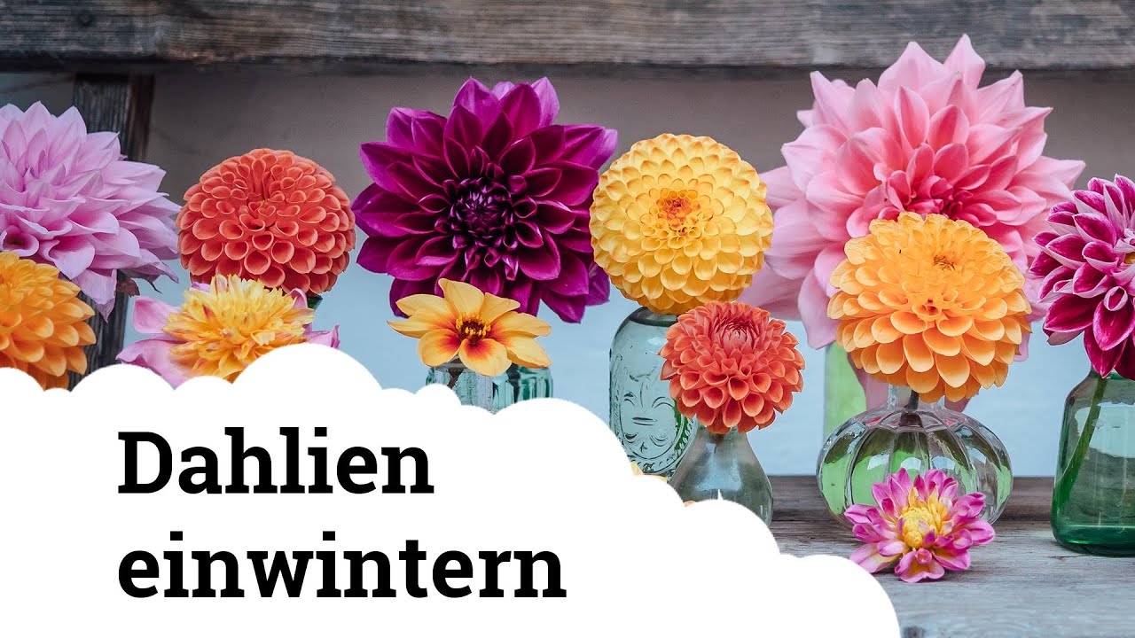Dahlien (Georginen) | Wie wintert man sie ein? 🌸