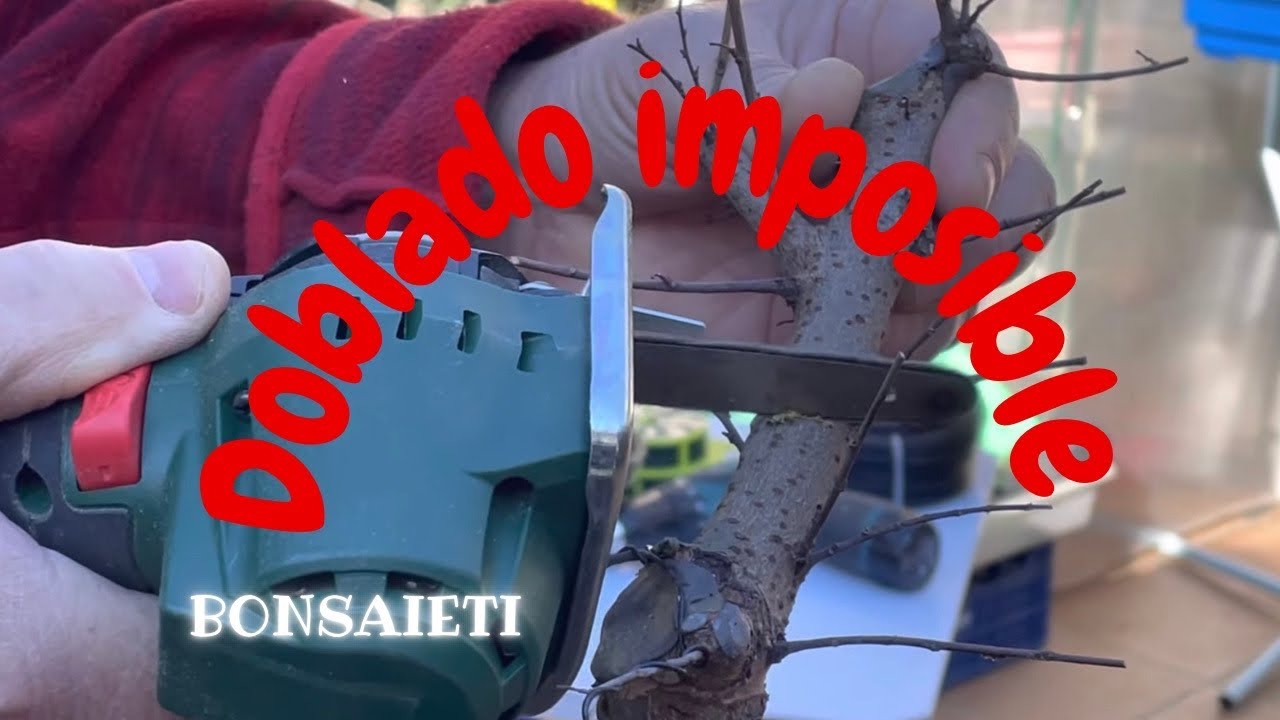❗️❗️Doblado imposible de un tronco grueso [Ulmus Parvifolia]