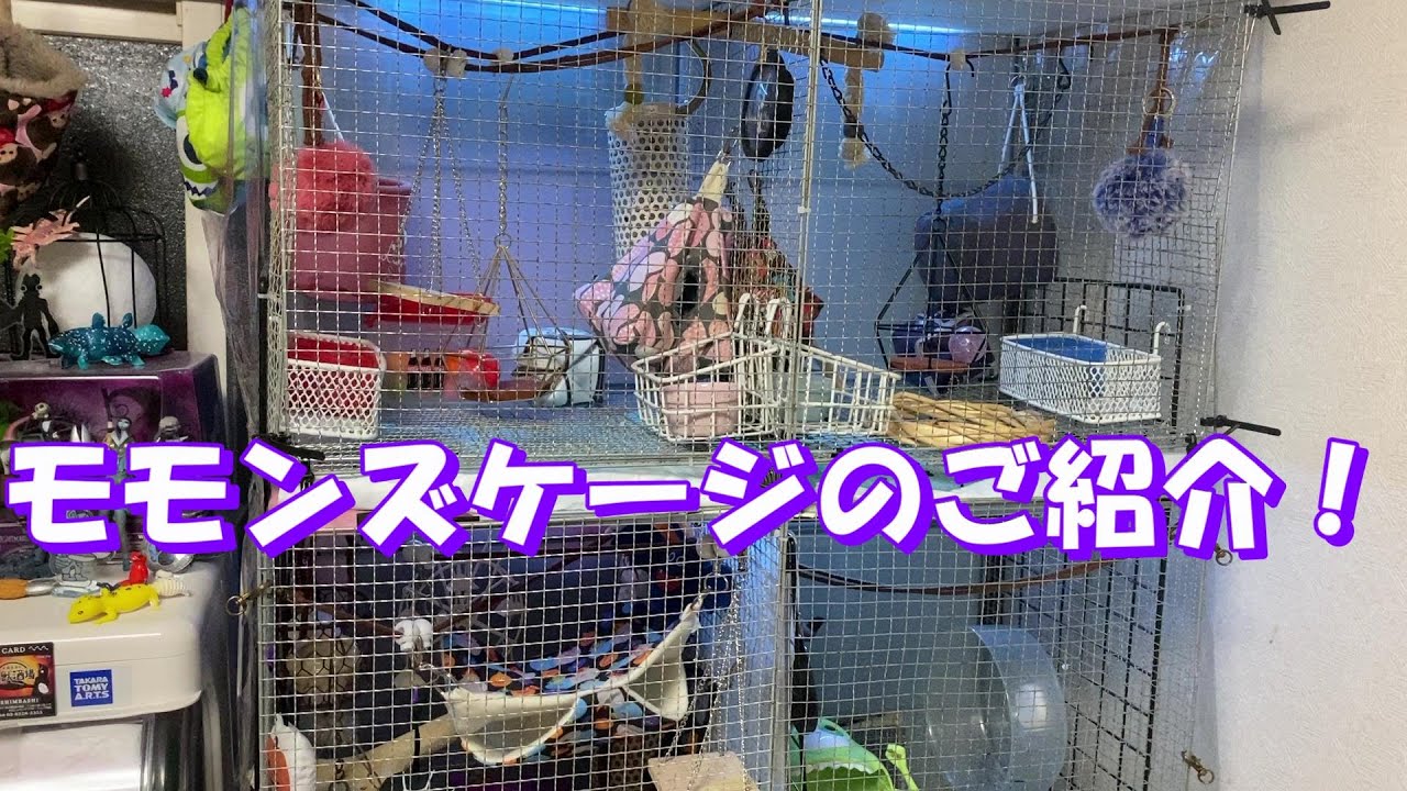 自作モモンズケージをご紹介！【りんと日記】