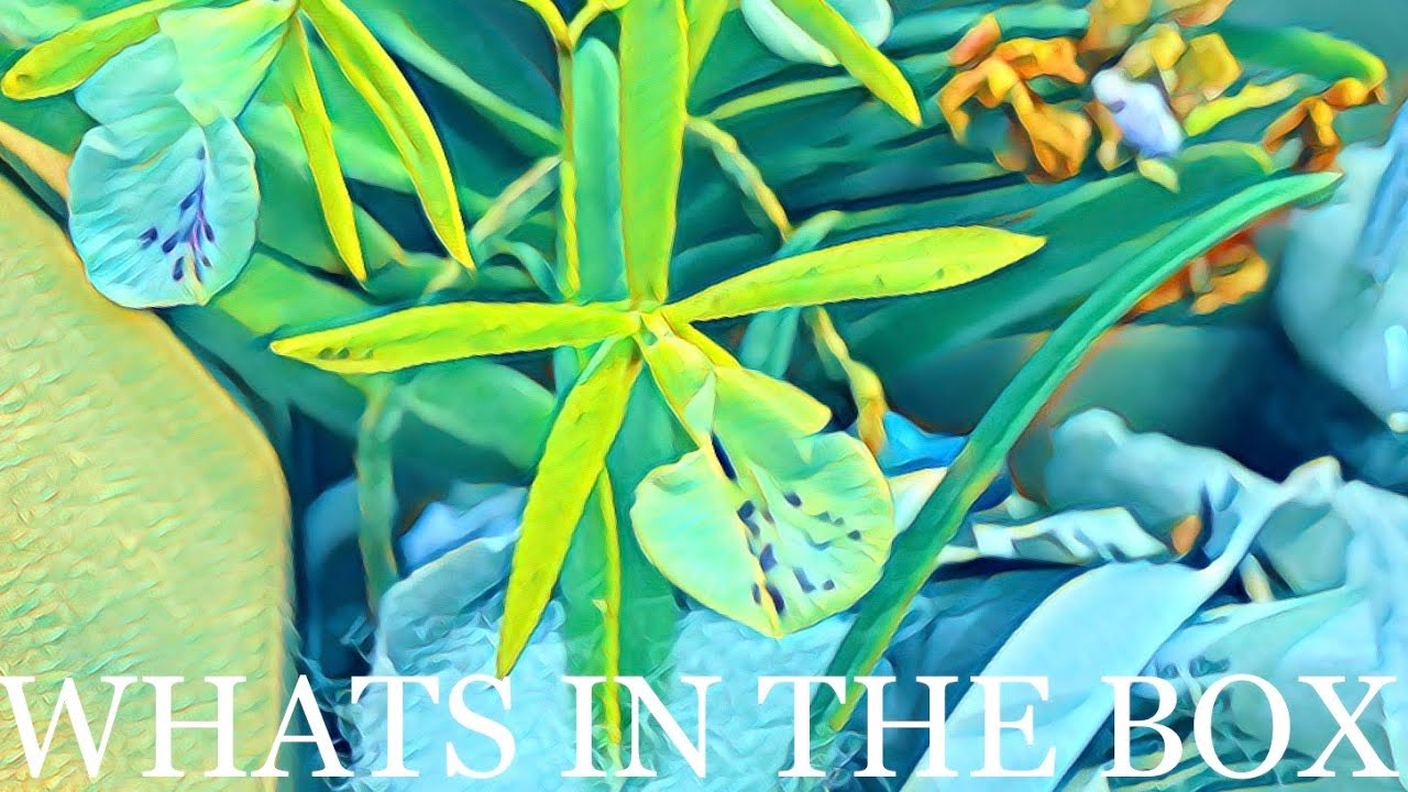 WHAT'S IN THE BOX  I  NEW CATTLEYA TYPE ORCHIDS