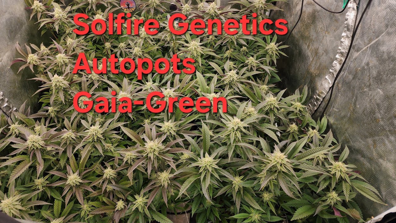 Gaia Green with Autopots. Solfire Genetics 