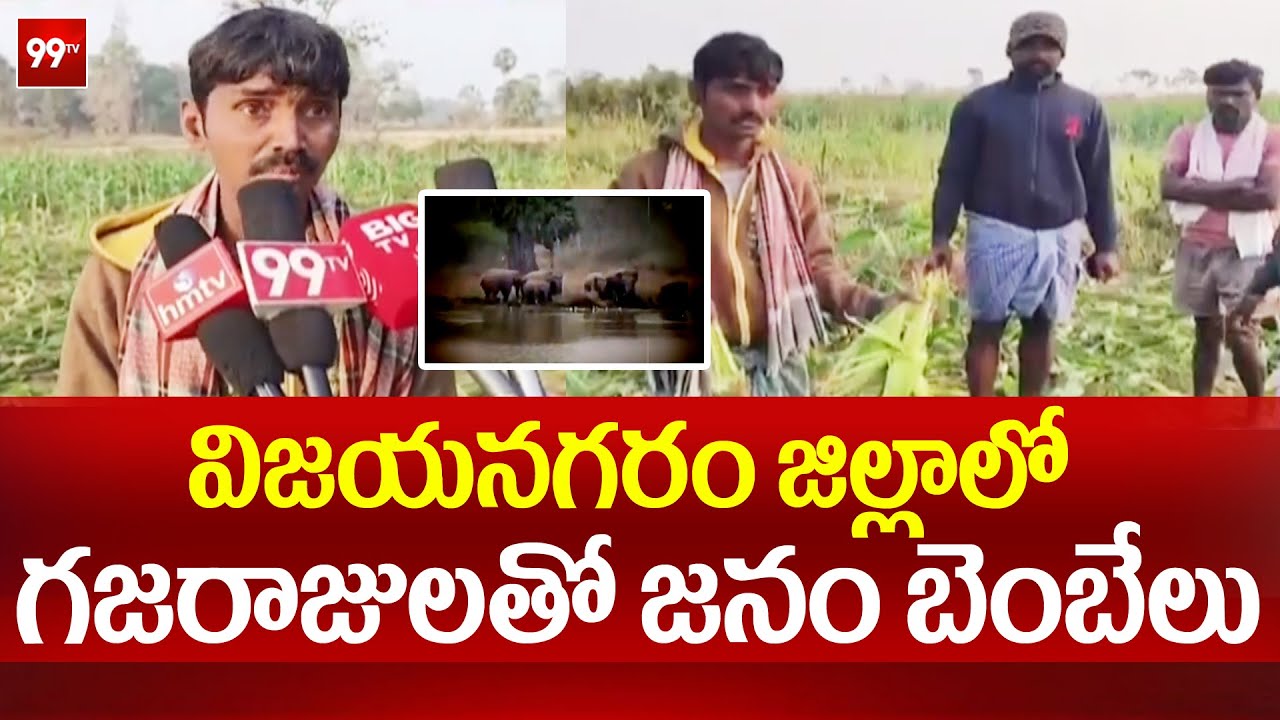 విజయనగరం జిల్లాలో గజరాజులతో జనం బెంబేలు.. భారీగా పంటల నష్టం..|  Vizianagaram | 99tv