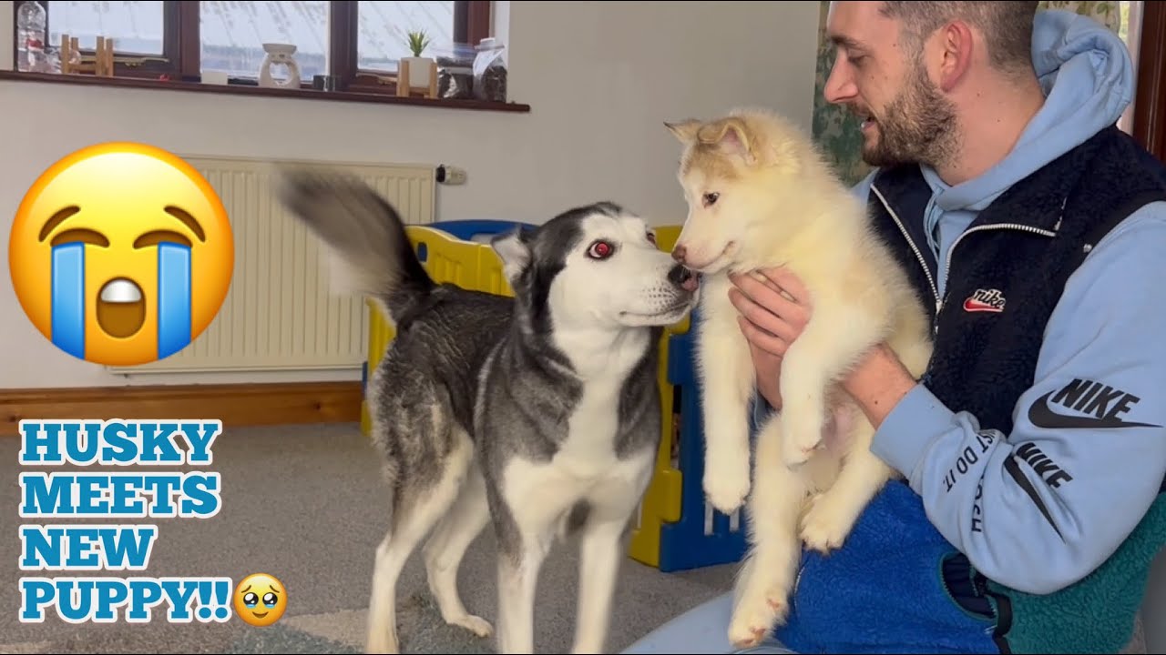 Lola Meets Our New Husky Puppy For The First Time!😭💙. [CUTEST REACTION!!]