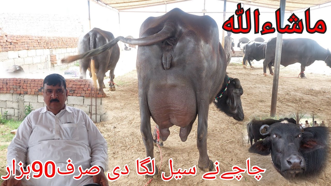 احتشام گجر چیچیاں 7بھینیس 2گاہیں 1وچھی برائے  فروخت  19اپریلkarnana channel2024