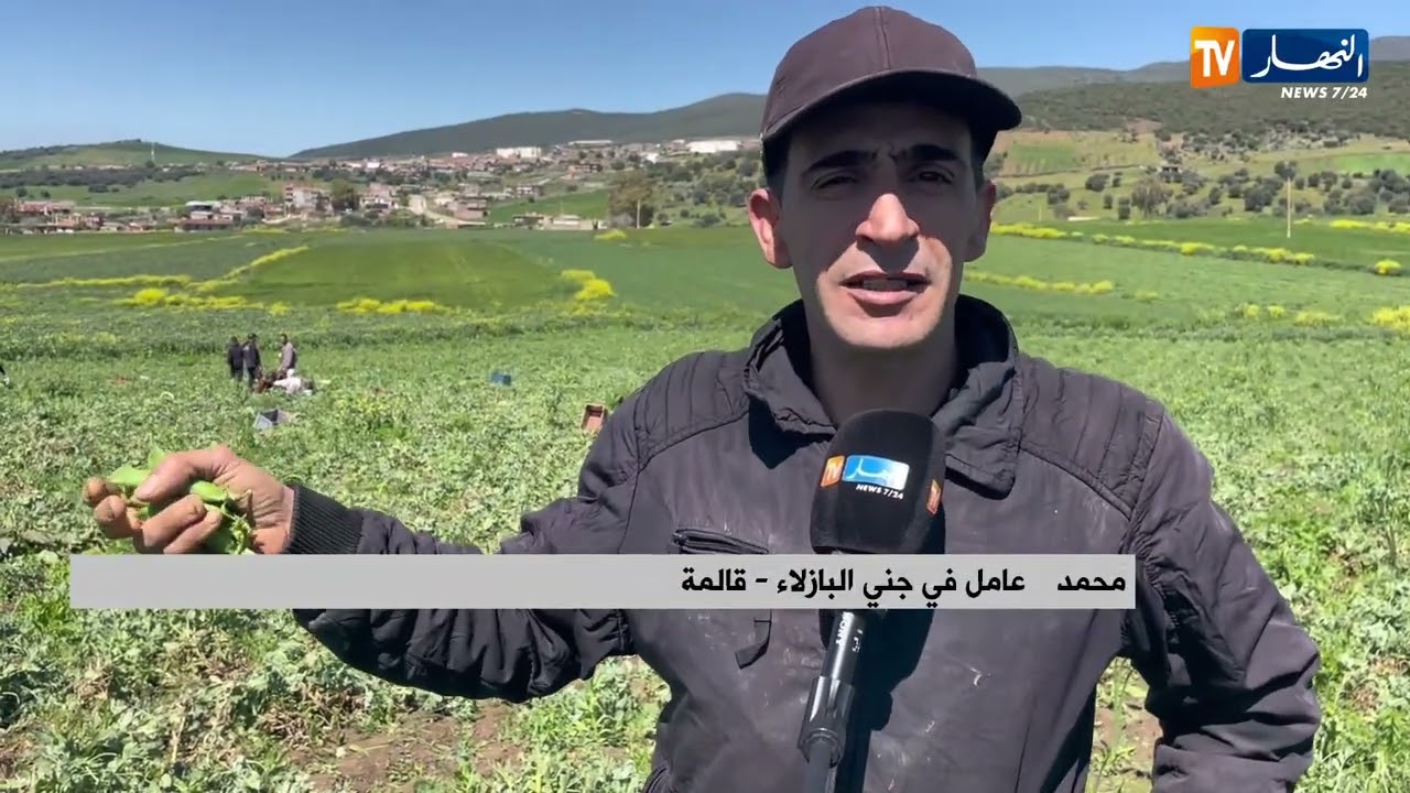 قالمة: وسط أجواء ربيعية..حقول الجلبانة تنبض بالحركة مع تواصل حملة الجني