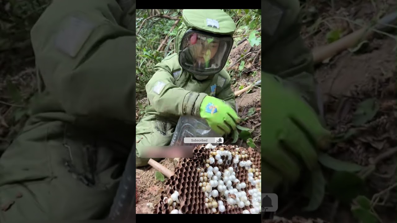 #gianthornets #waspremoval #waspnest  #bee   #outdoors #hornetnest #wildlife #wasp