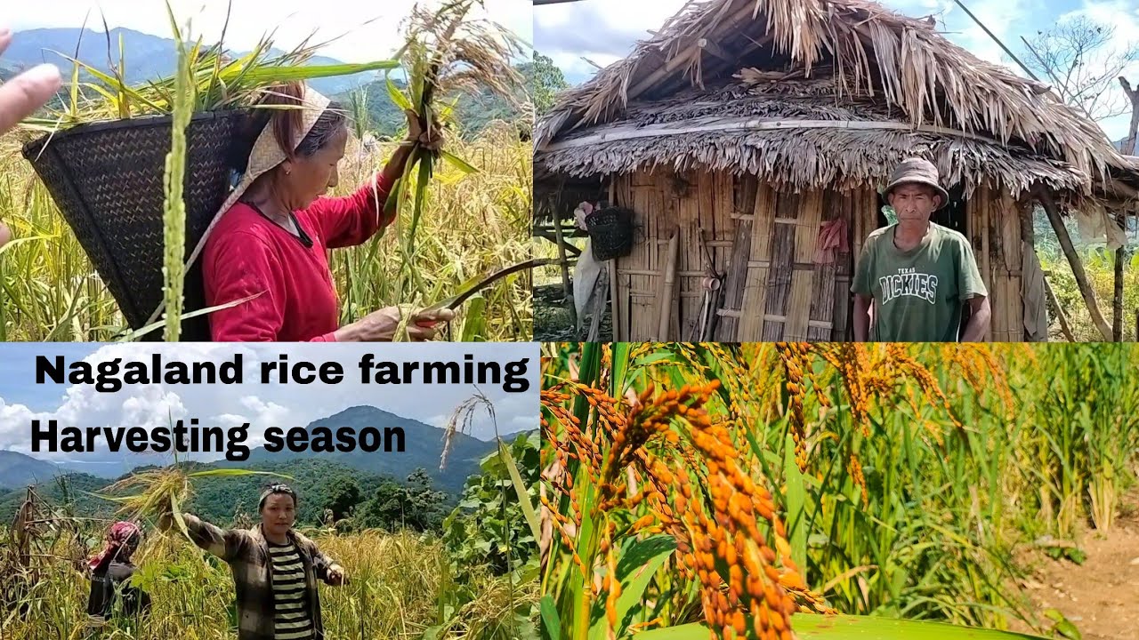 Naga Mountain boy: Harvesting season | Nagaland rice farming | Jhum Cultivation 