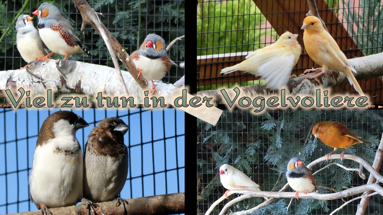 Viele Aufgaben in der Vogelvoliere / Glückliche Zebrafinken , Kanarienvögel u. Meerschweinchen