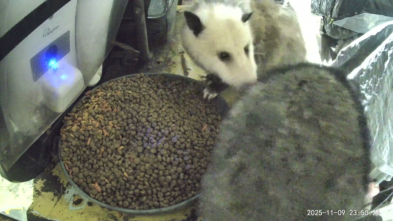 Opossum VS Baby Raccoons