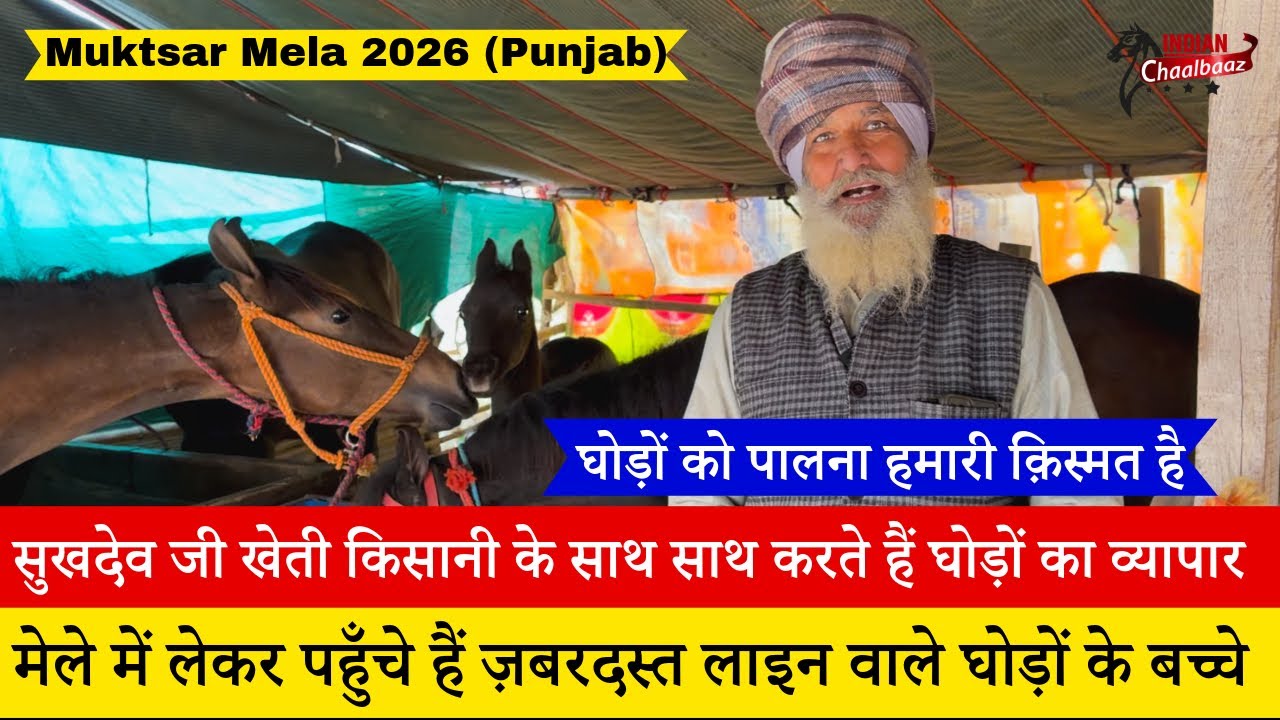किसान भाई मेले में लेकर पहुँचे हैं ज़बरदस्त लाइन वाले घोड़ों के बच्चे Muktsar Mela 2026
