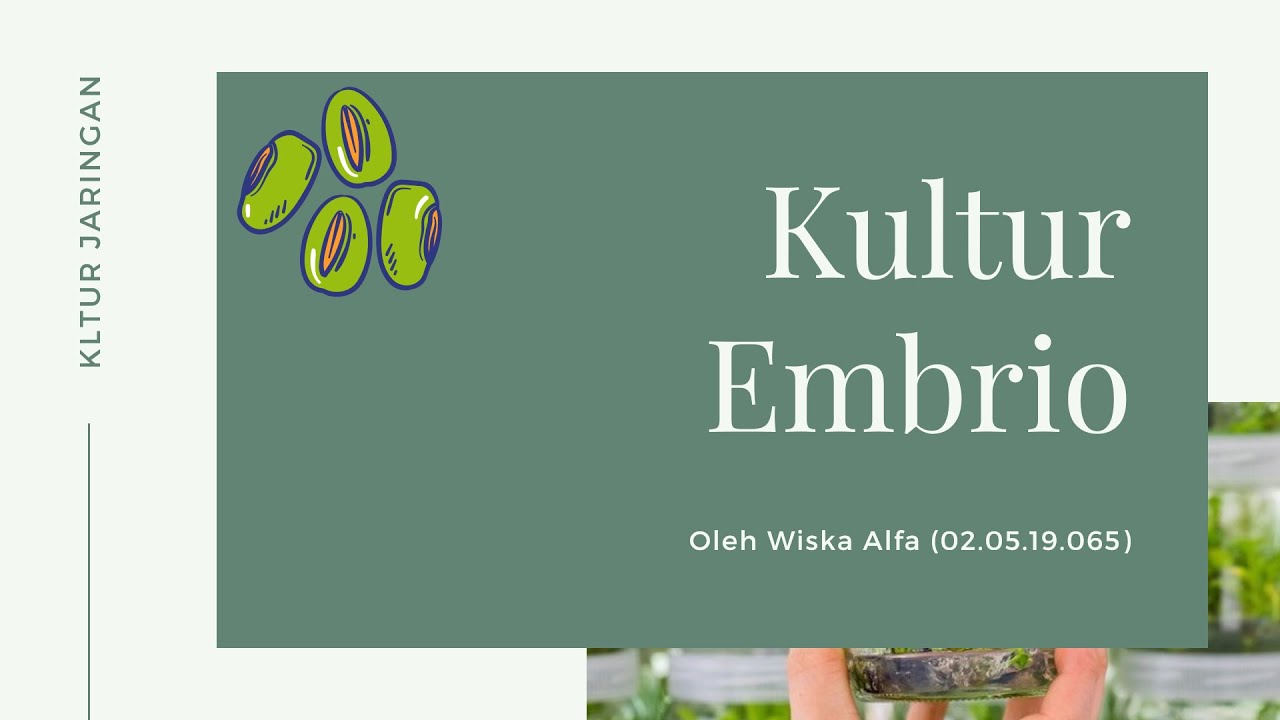 Presentasi Mata Kuliah Kultur Jaringan | Kultur Embrio