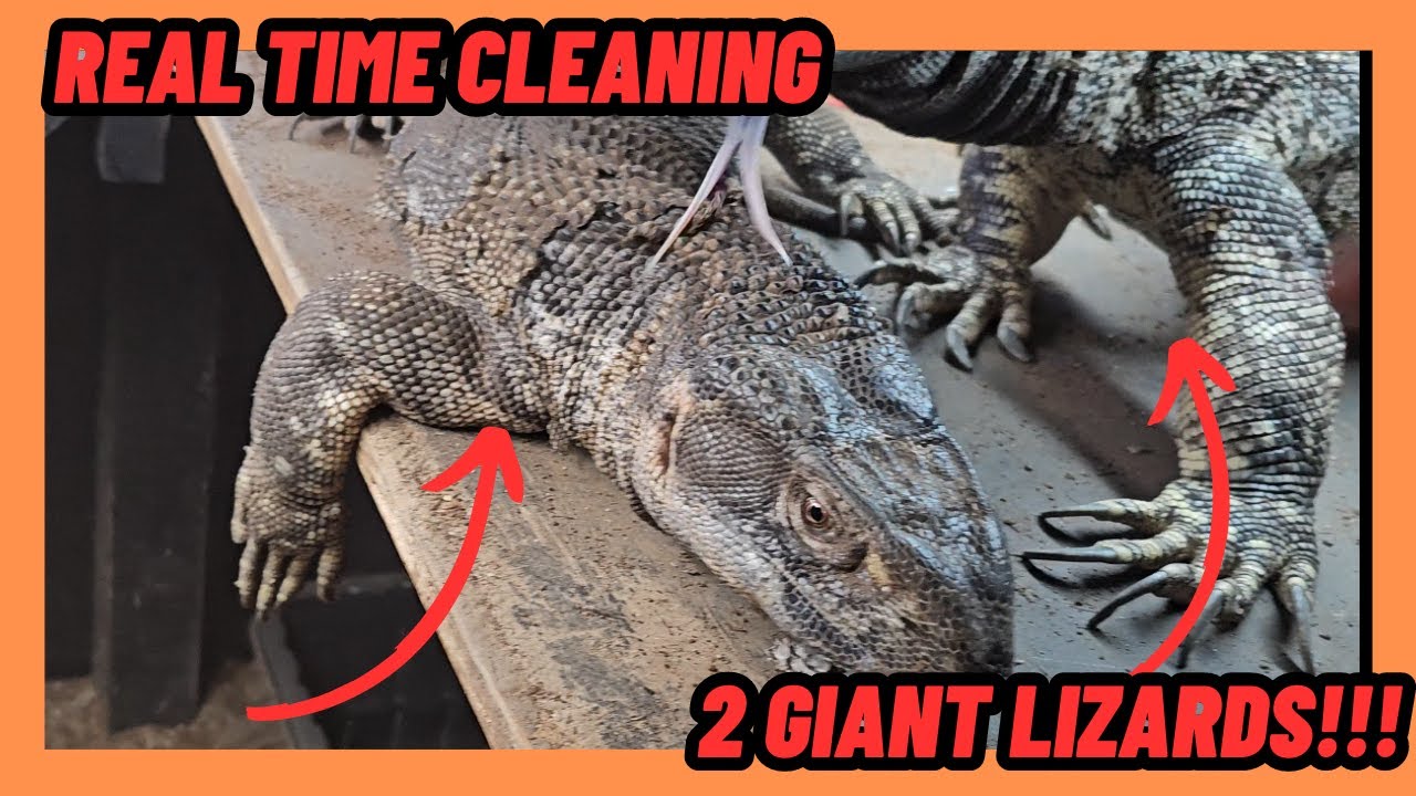 CLEANING FOR 2 GIANT BLACK THROAT MONITOR LIZARDS