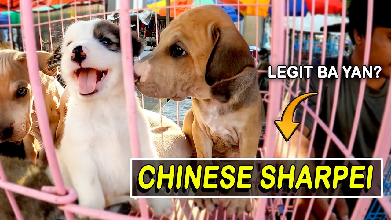 2500 PESOS MO MAGANDANG PETS NA MABIBILI DITO / GROTTO SCENE