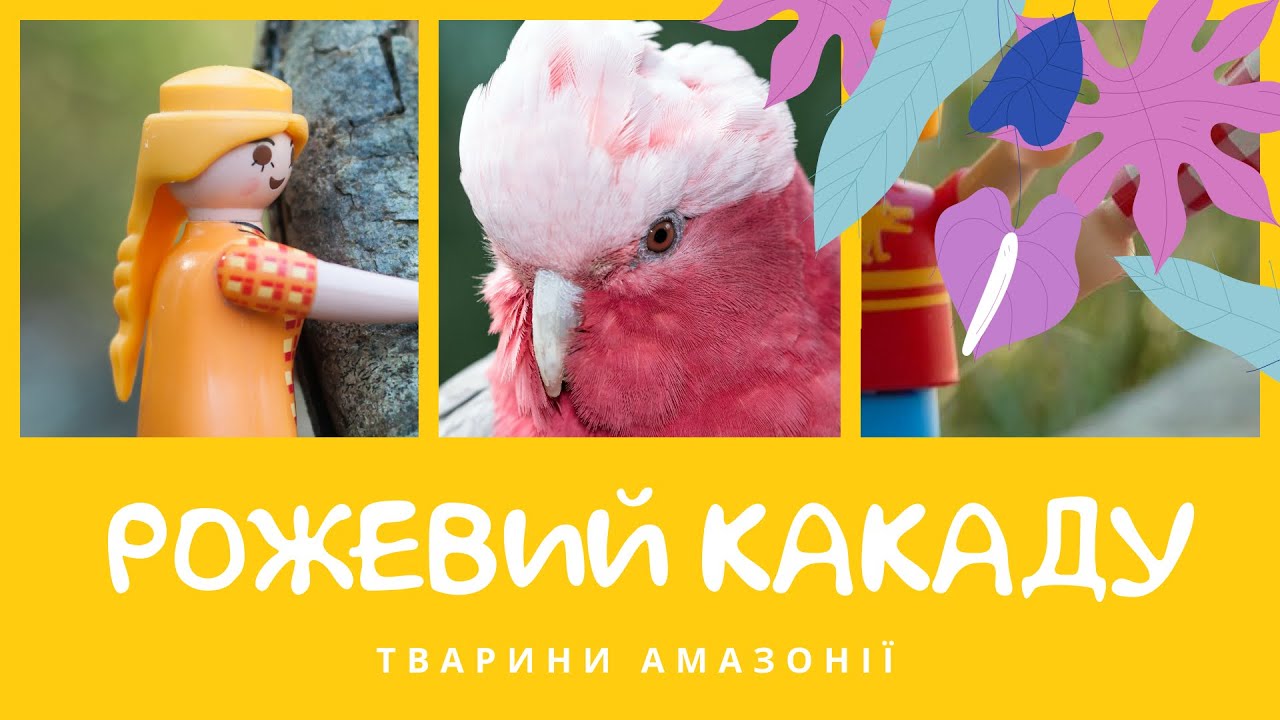 Какаду рожевий. Тварини Амазонії | КоМарко