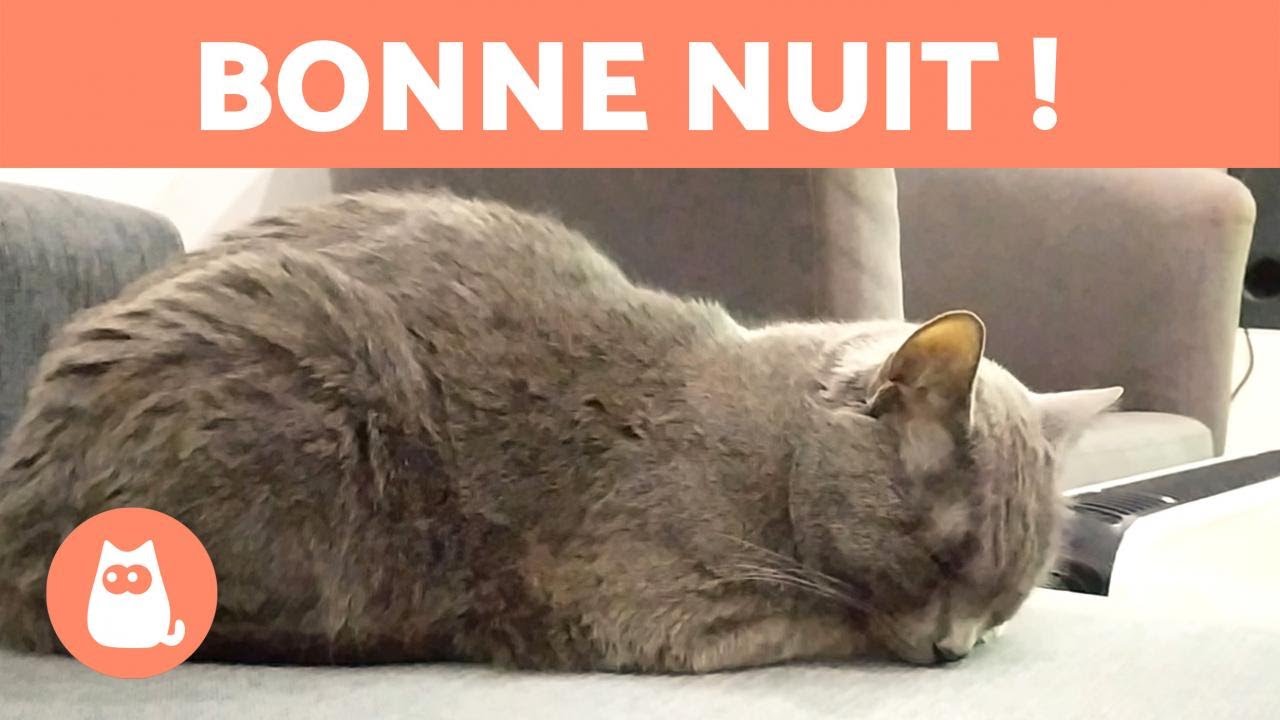 8 POSITIONS des CHATS QUI DORMENT et leur SIGNIFICATION 🐱💤