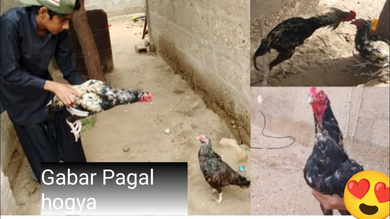 Aseel murga ne murgi ko mara😱