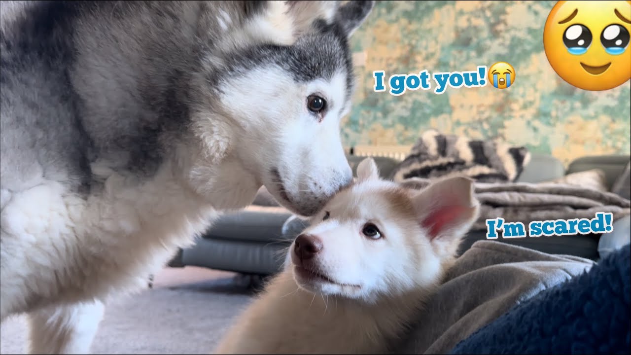 Хаски впервые учит испуганного щенка играть!😭💙. [САМОЕ МИЛОЕ ВИДЕО В МИРЕ!!]