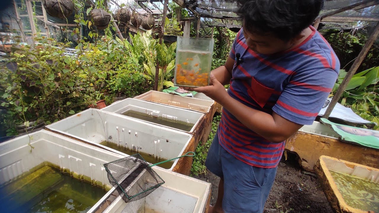 MY LIFE AS A FISH KEEPER EP. 3