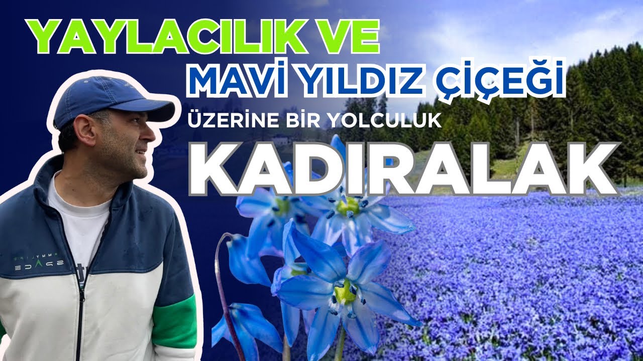 Kadıralak Yaylasında Mavi Yıldız Çiçeği ve Yaylacılık Üzerine