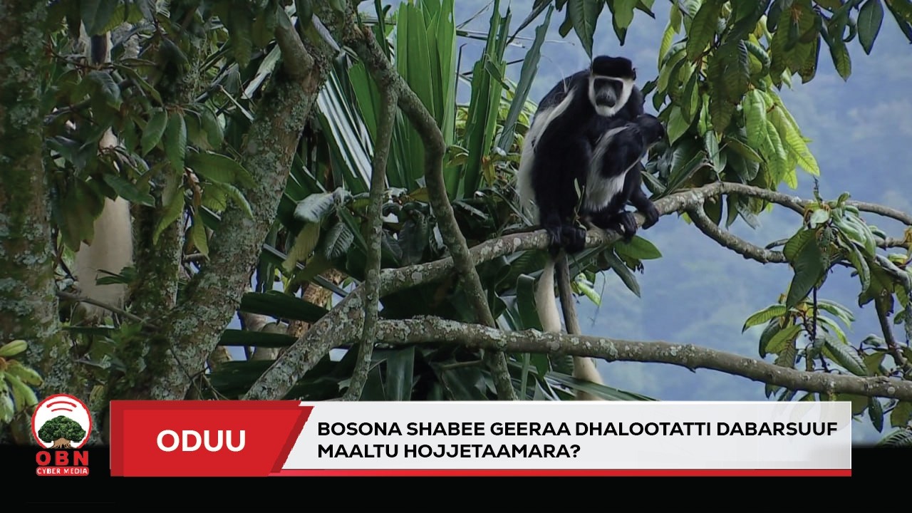 Bosonni Shabee Geeraa  madaala uumamaa eeguurra darbee, madda gammachuu lubbuu qabiyyee ta'aa jira.