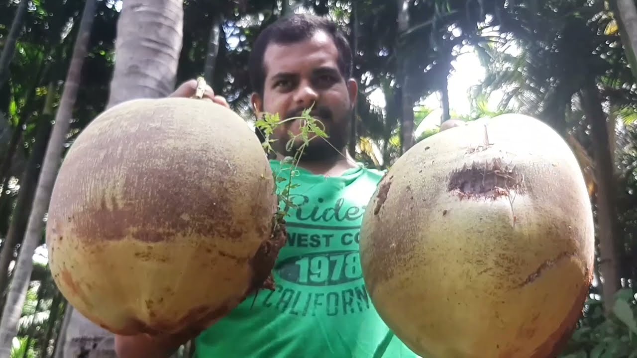Special Coconut Tree | Claiming Coconut Tree | 1.5L Tender coconut  | 2kg Coconut | Huge Coconut
