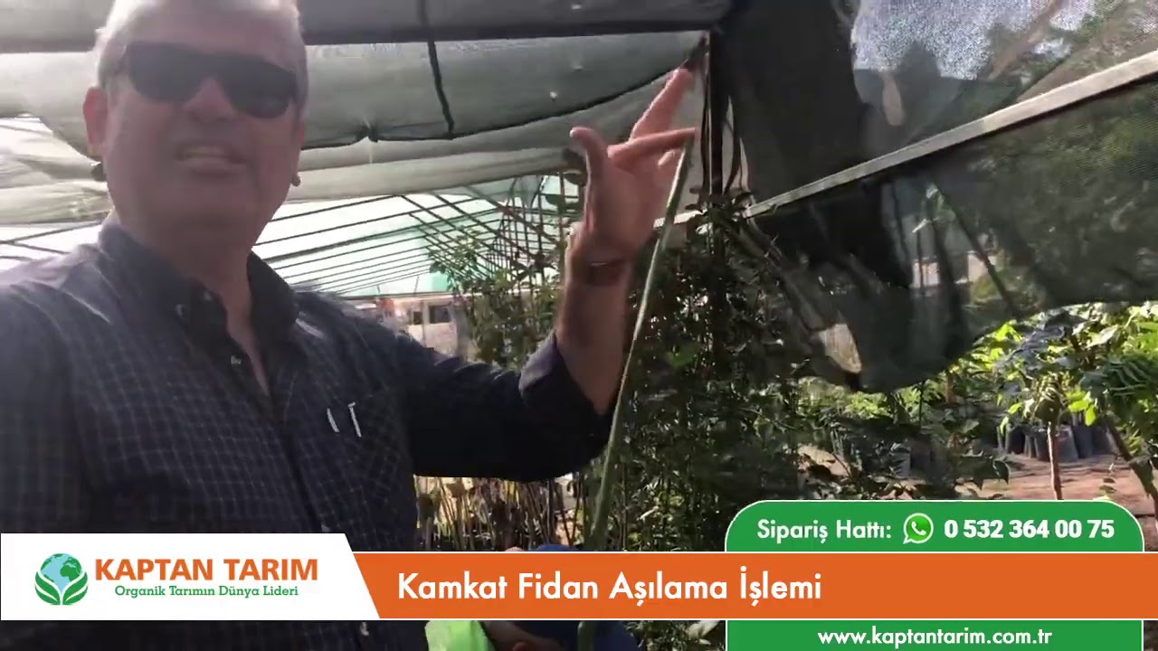 Kamkat Fidan Aşılama İşlemi
