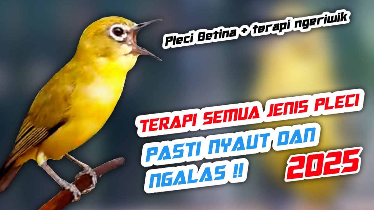Semua Jenis Pleci Langsung Ikut Ngalas Bukpar - Terapi Pleci Ngeriwik Buka Paruh