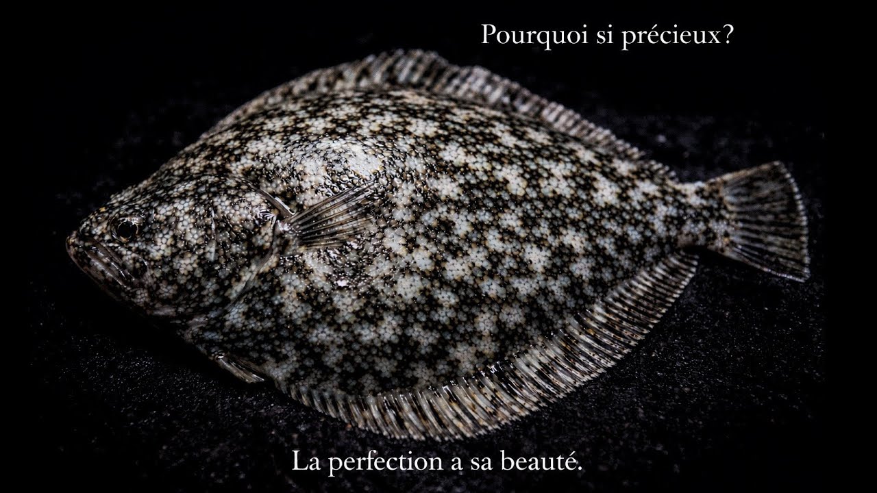 Comment lever un poisson plat en 5 filets | Technique japonaise de chef
