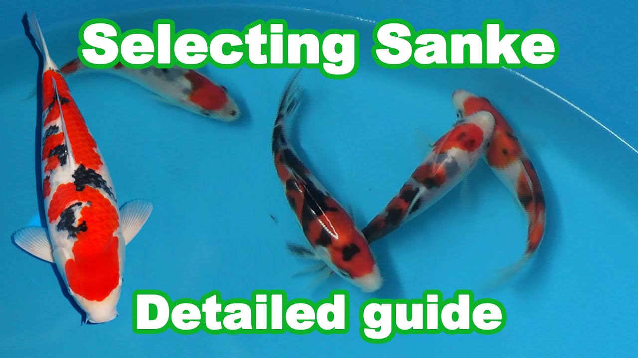 Sanke Koi Selection | How to select a good Sanke Koi?
