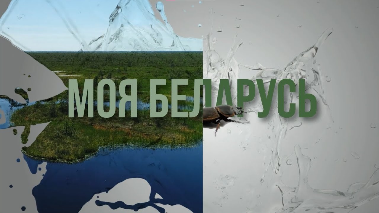Моя Беларусь #7 | Дикие лошади Налибокской пущи