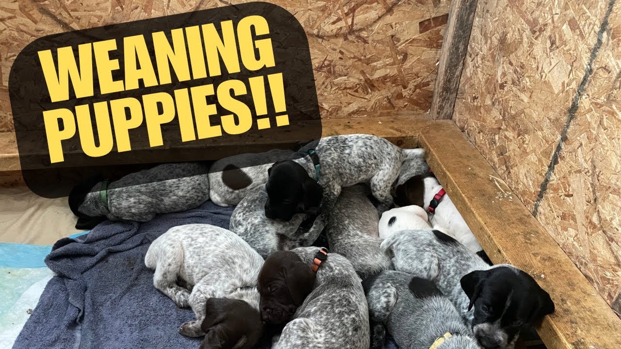 The Puppy Weaning Process - How To Make Puppy Mush - German Shorthaired Pointer Puppies