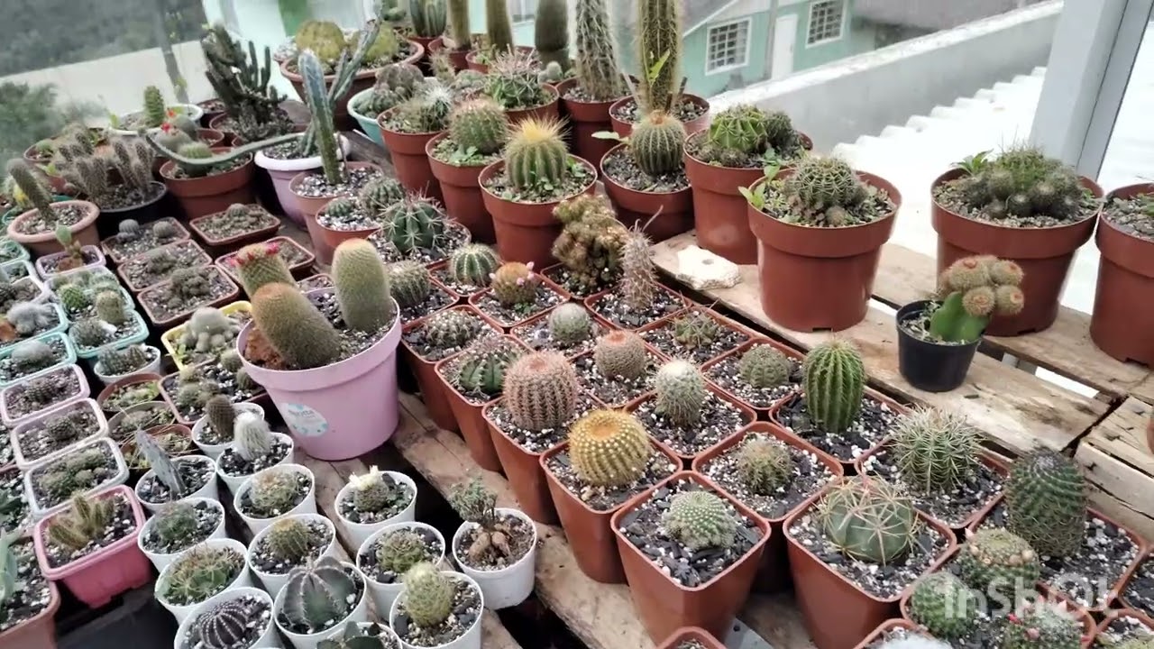Meus 10 cactos favoritos
