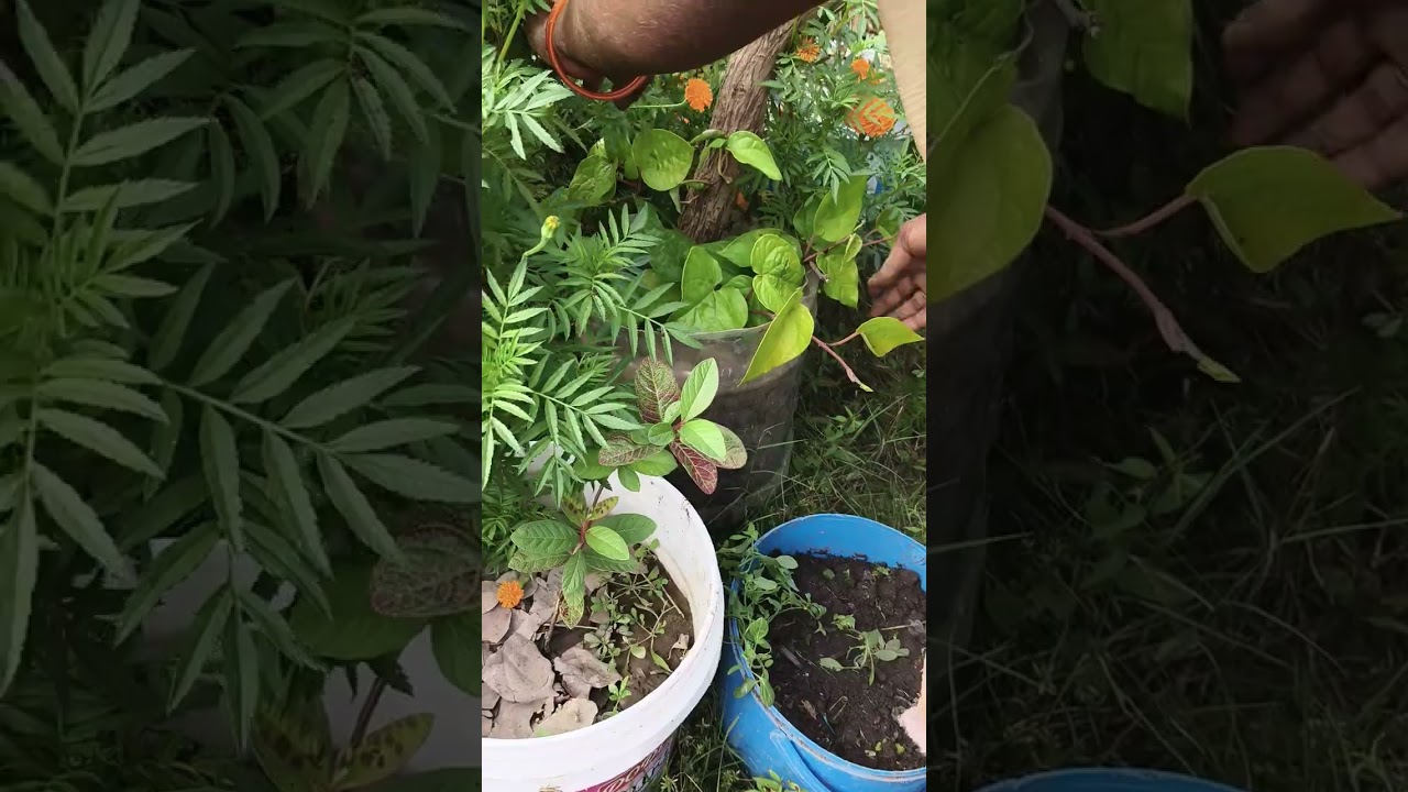 Saravani garden 🏡