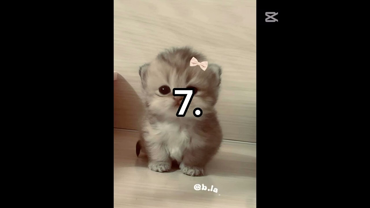 ~Kaç tane TT dansı biliyorsun~2026~En Yeni~ #keşfet #tt #tiktok #keşfetteyiz #dance 